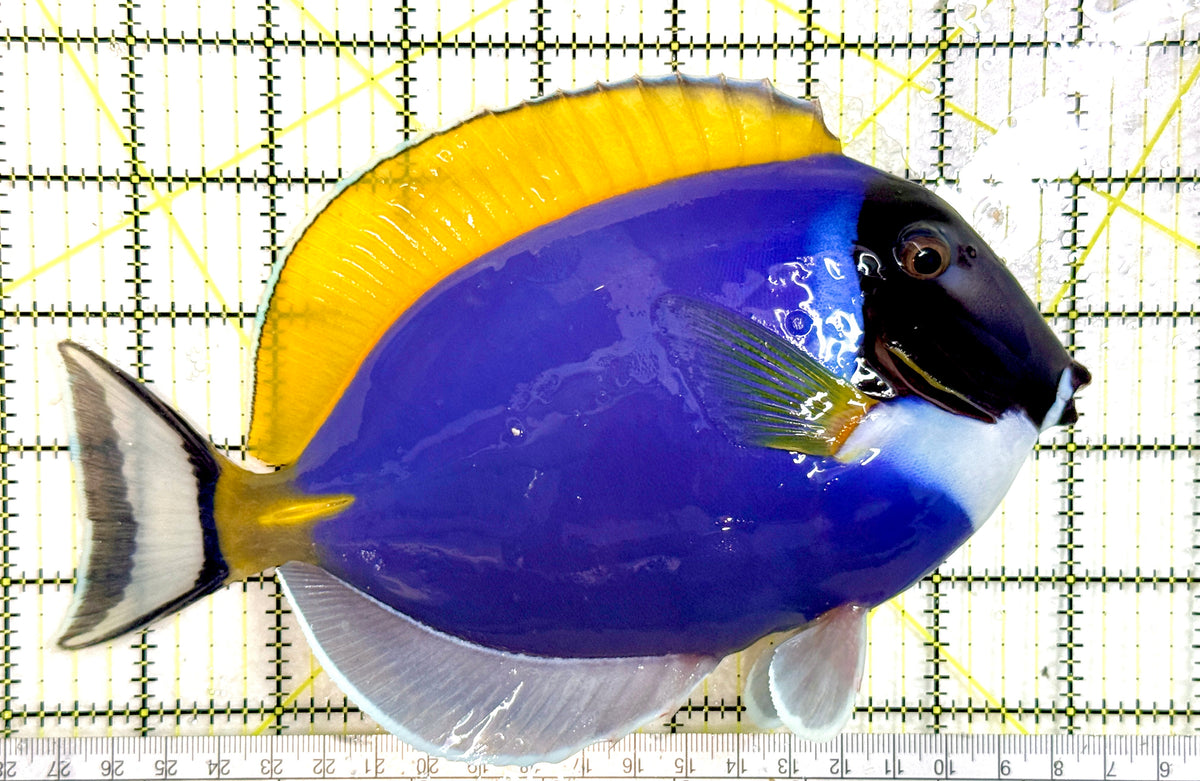 Powder Blue Tang (Maldives) PBT100305 WYSIWYG Size: XXXL 7.5" approx