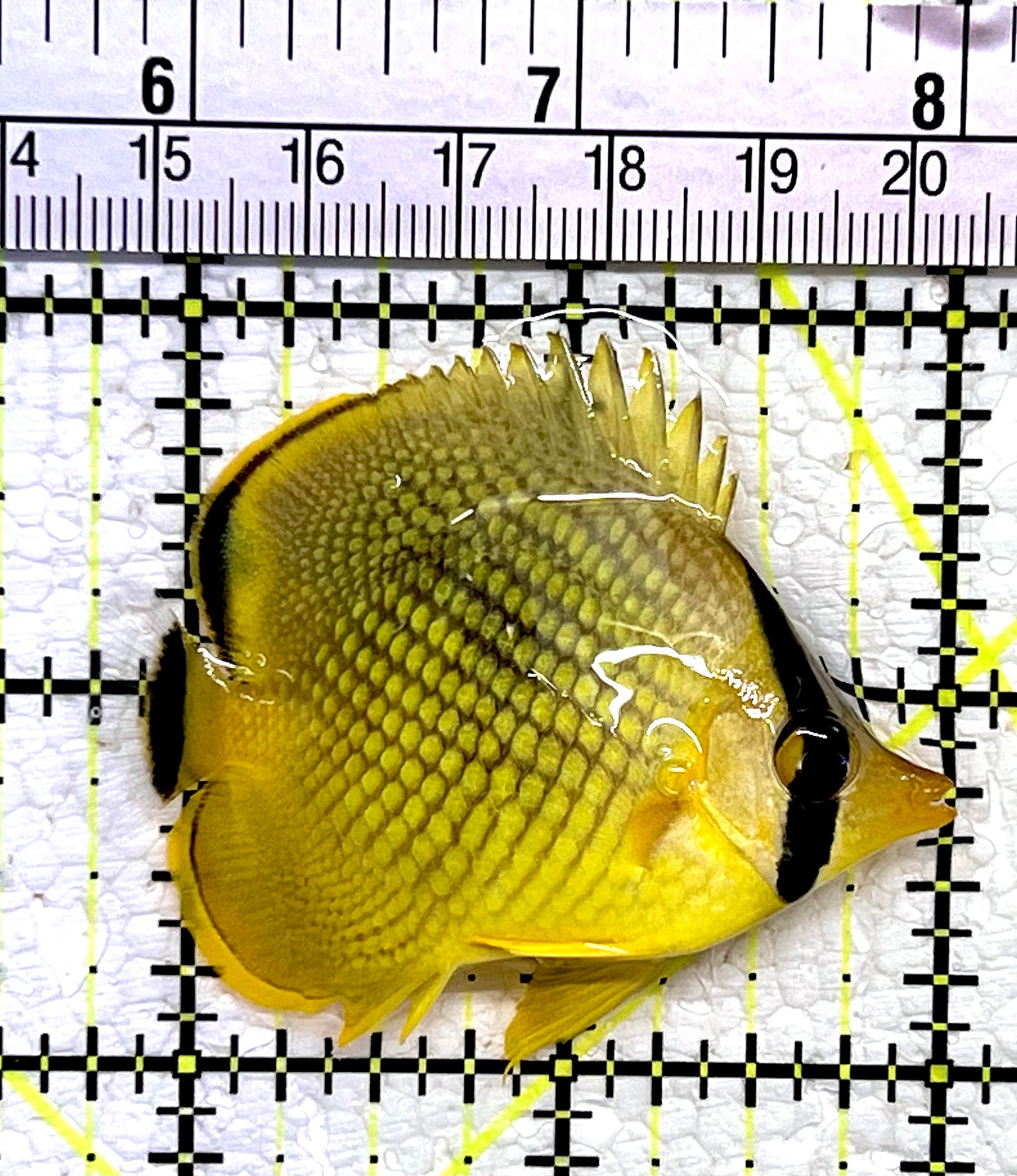 Raffle's Latticed Butterflyfish RLB112201 WYSIWYG Size: S 2.25"