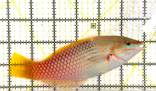 Checkerboard Wrasse CW100401 WYSIWYG Size: XL 6" approx
