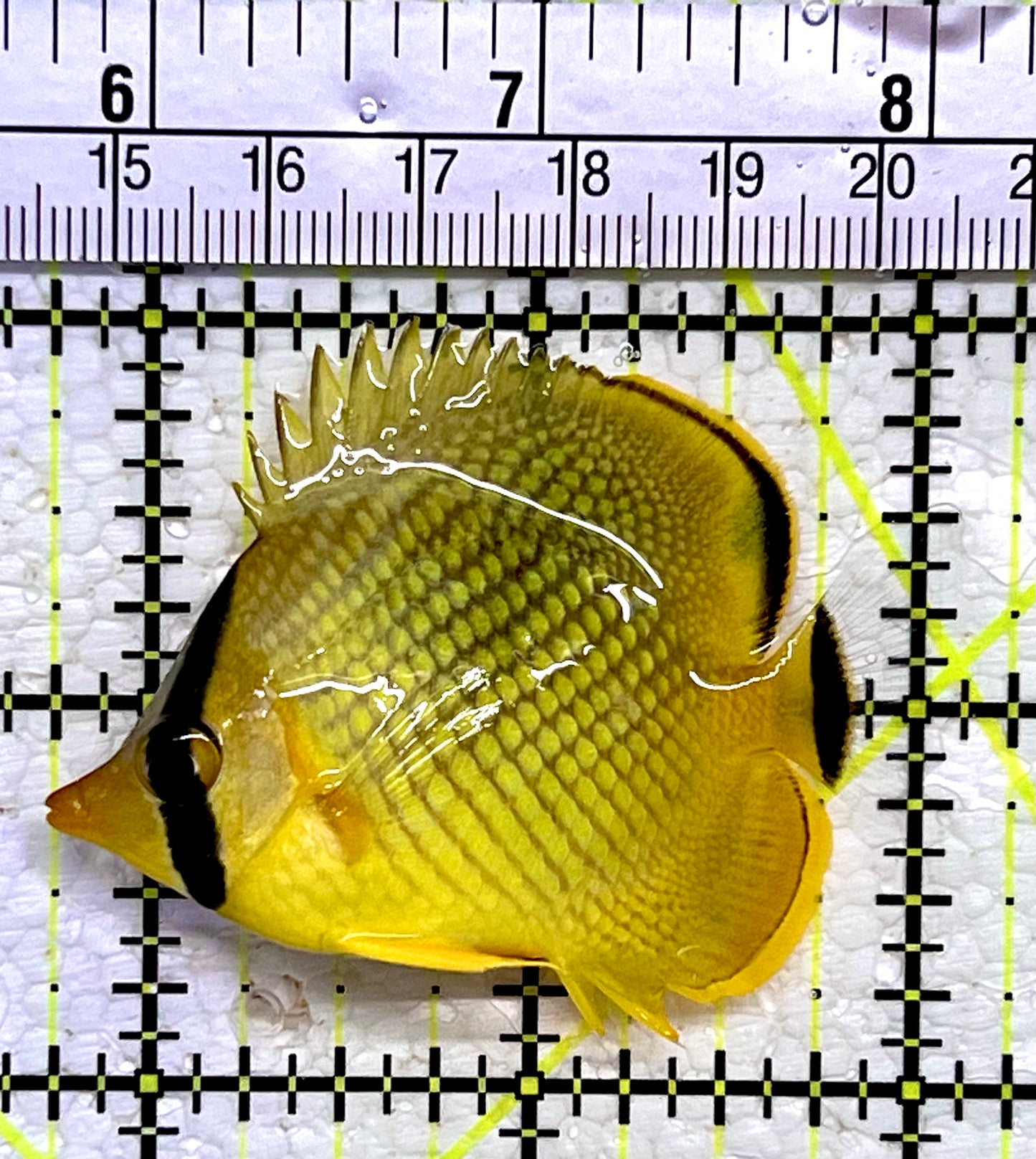 Raffle's Latticed Butterflyfish RLB112201 WYSIWYG Size: S 2.25"