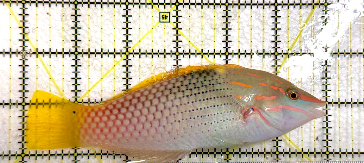 Checkerboard Wrasse CW100402 WYSIWYG Size: XL 6" approx