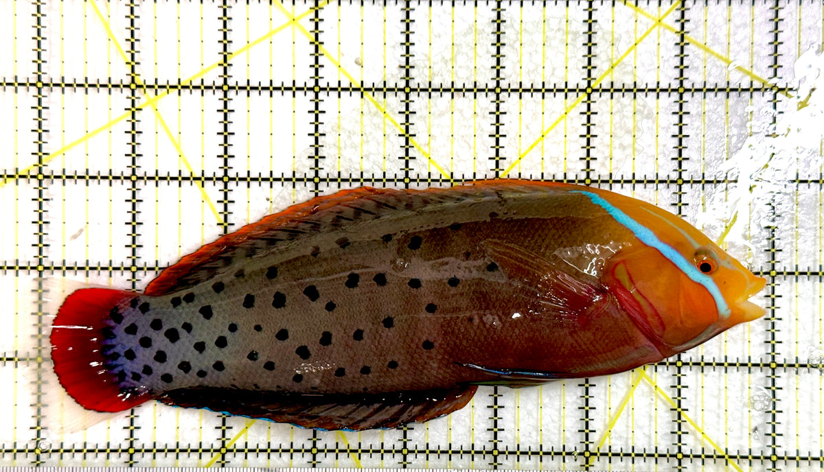 Red Coris Formosa Wrasse (Maldives Special Grade)  Adult RCFWA100401 WYSIWYG Size: XXL  8" approx