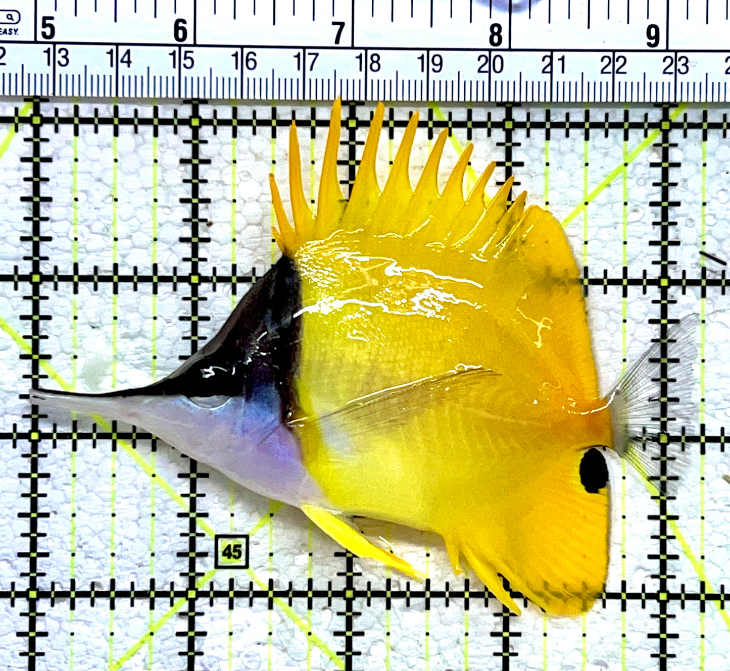 Yellow Longnose Butterflyfish YLB112202 WYSIWYG Size: XL 4.25"
