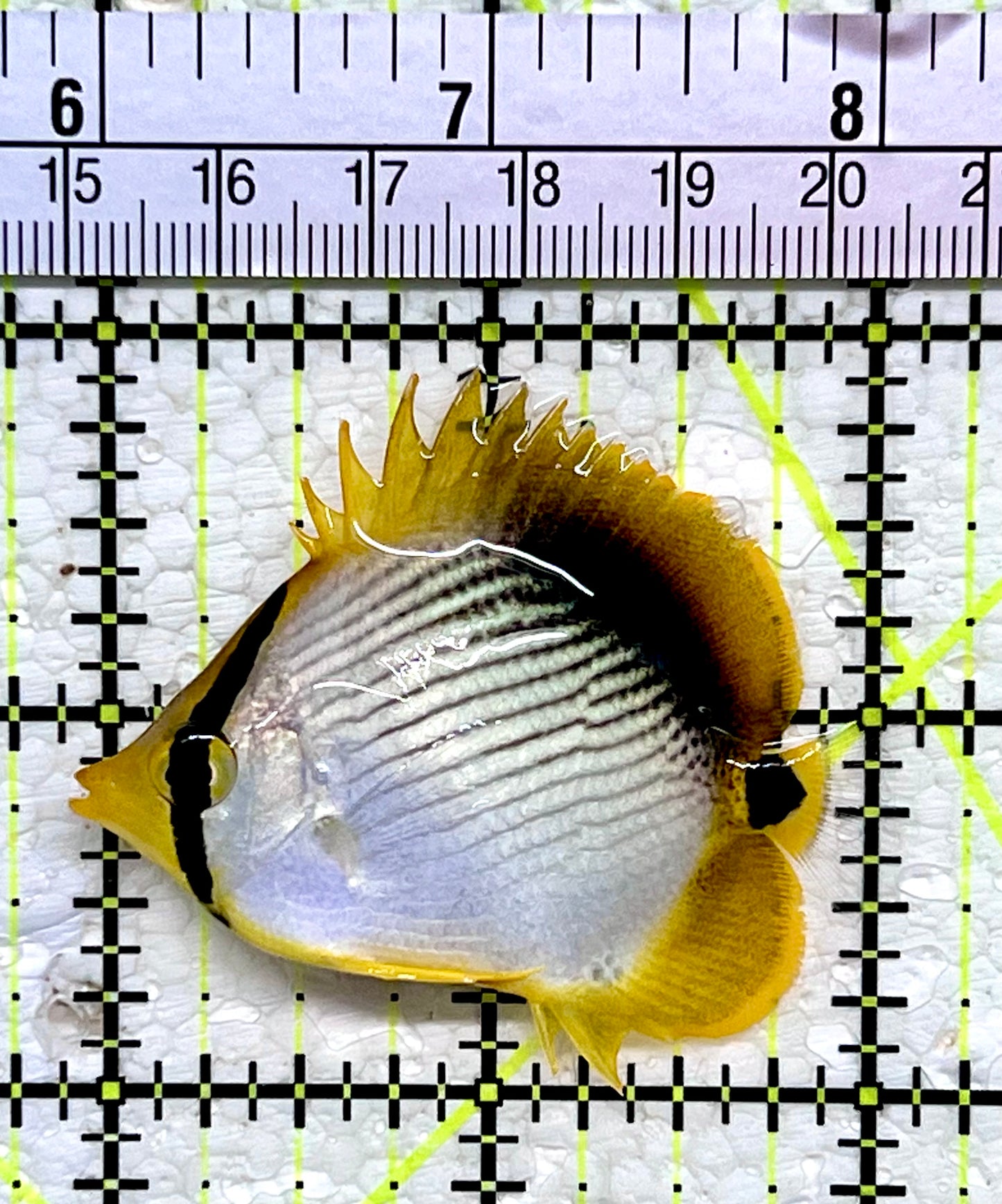 Blackback Butterflyfish BB112201 WYSIWYG Size: 2.25”
