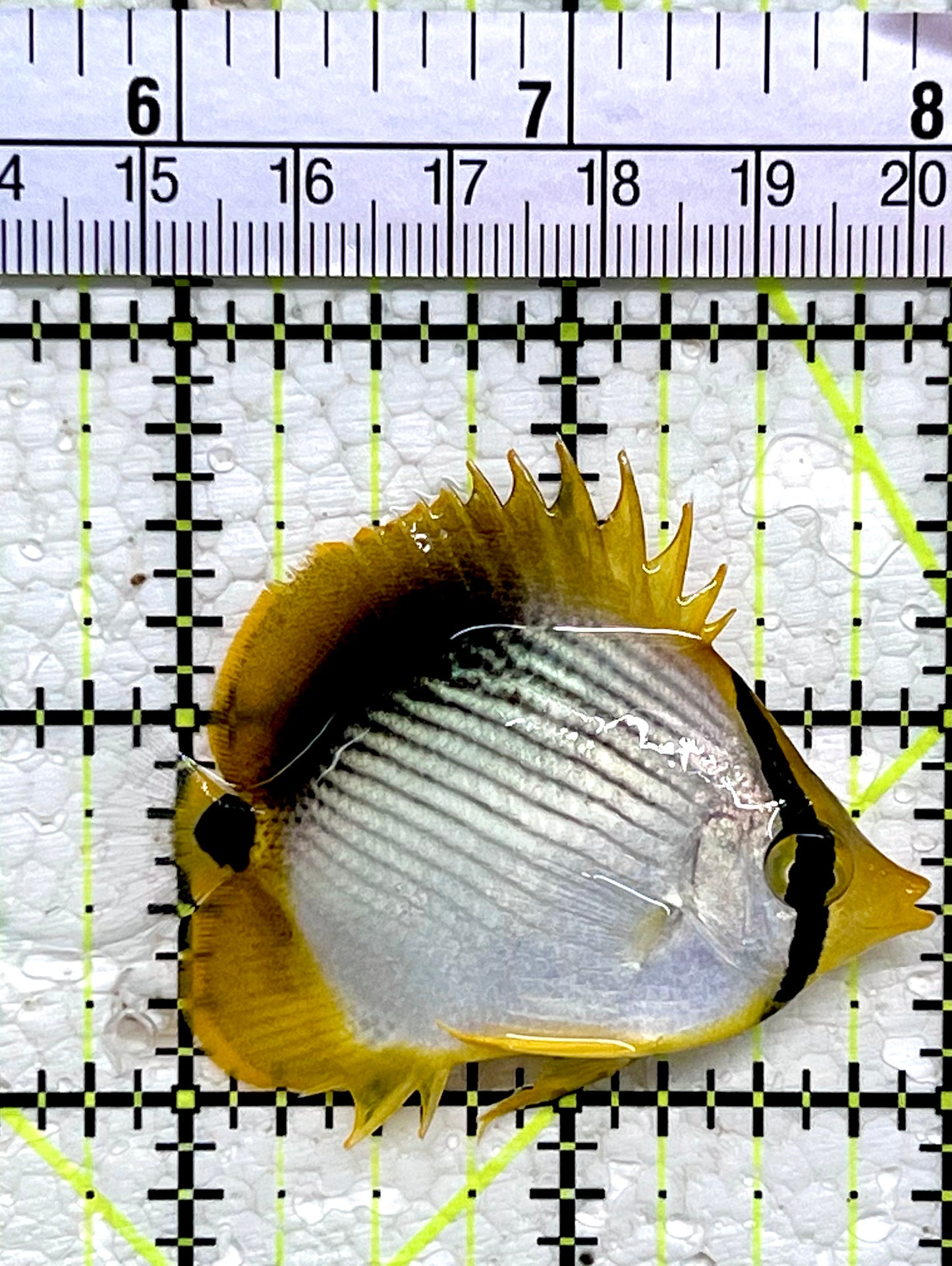 Blackback Butterflyfish BB112201 WYSIWYG Size: 2.25”