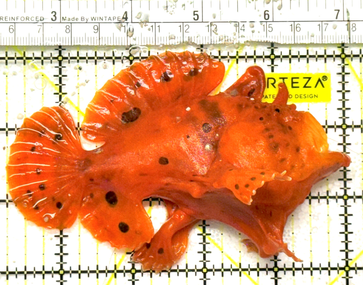 Red Warty Angler RWA092601 WYSIWYG Size: XL 4.5" approx