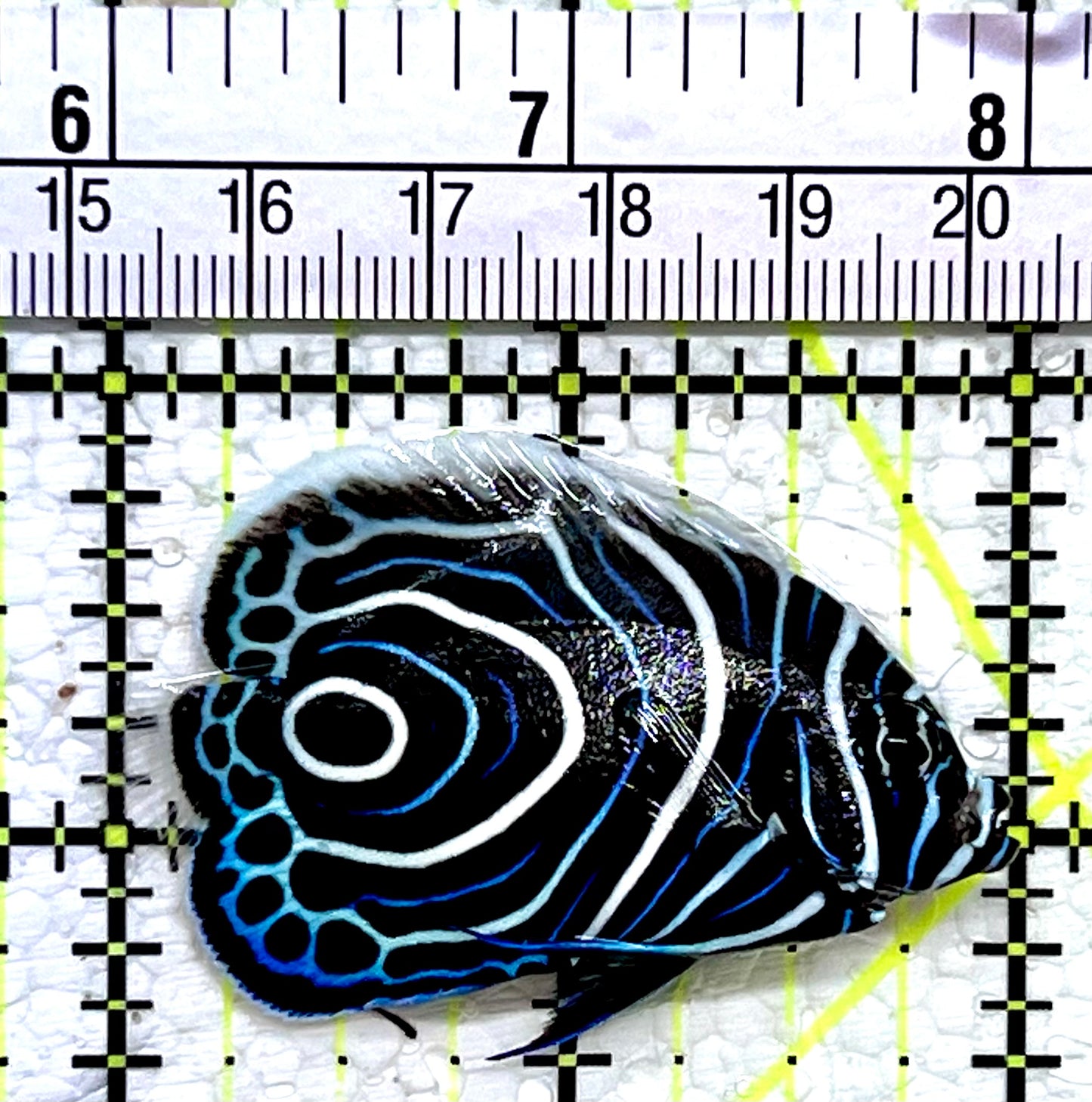 Emperor Angelfish Juvenile EAJ112201 WYSIWYG Size: S 2"