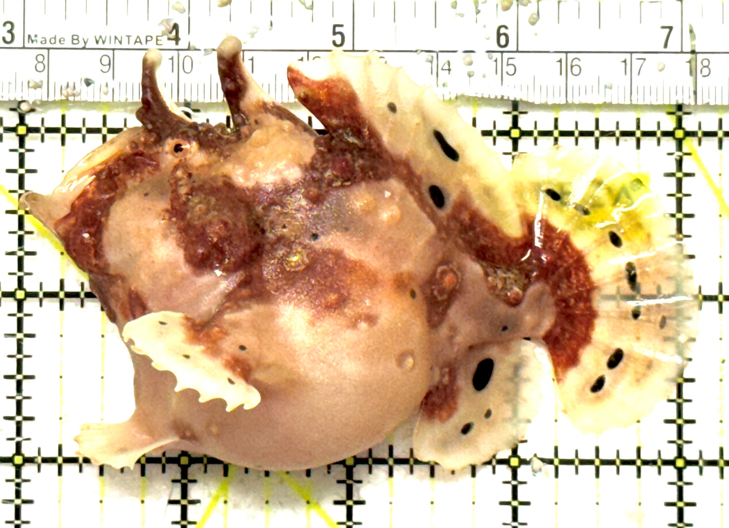 Yellow Pink Warty Angler YPWA092601 WYSIWYG Size: ML 4.25" approx