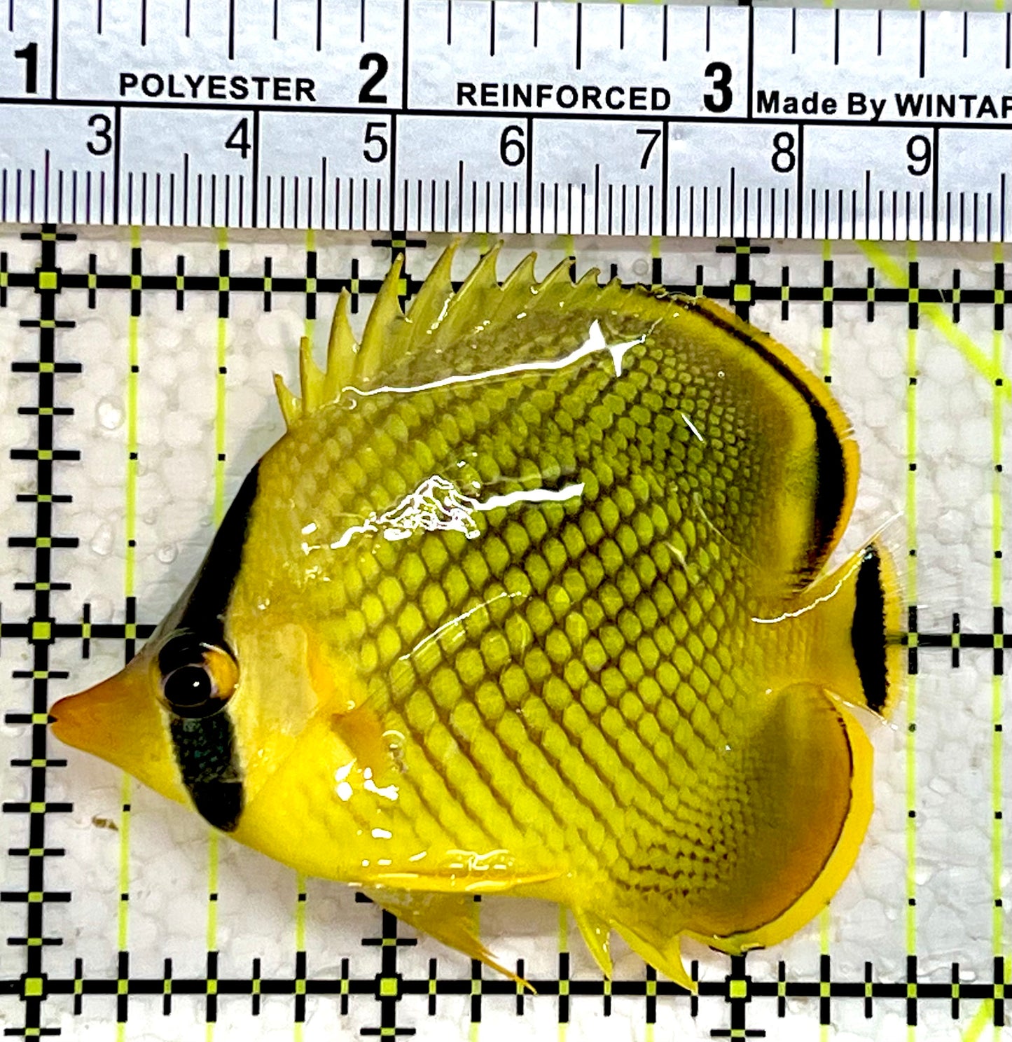 Raffle's Latticed Butterflyfish RLB112202 WYSIWYG Size: S 2.75"