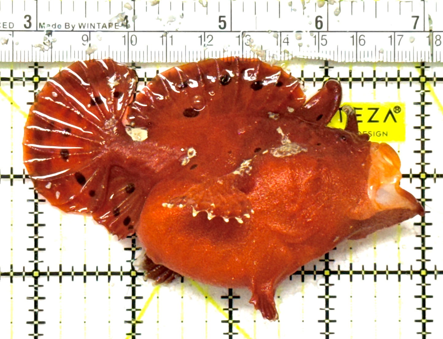 Red Warty Angler RWA092602 WYSIWYG Size: XL 4.25" approx