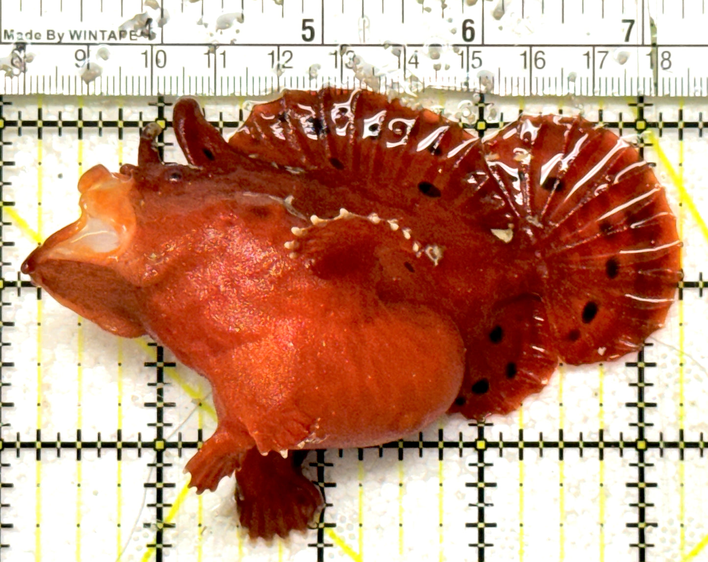 Red Warty Angler RWA092602 WYSIWYG Size: XL 4.25" approx