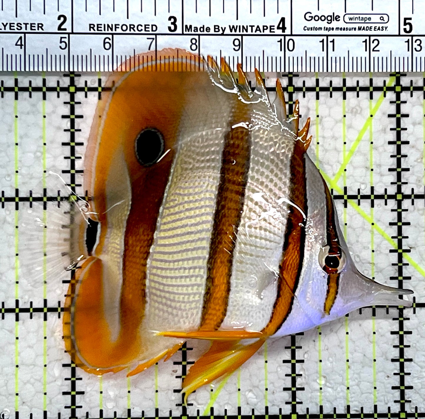 Copperband Butterflyfish CB112202 WYSIWYG Size: L 3.75"