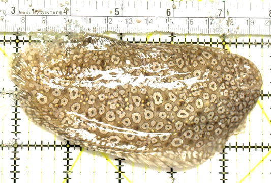 Leopard Flounder LF092601 WYSIWYG Size: XL 4.75" approx