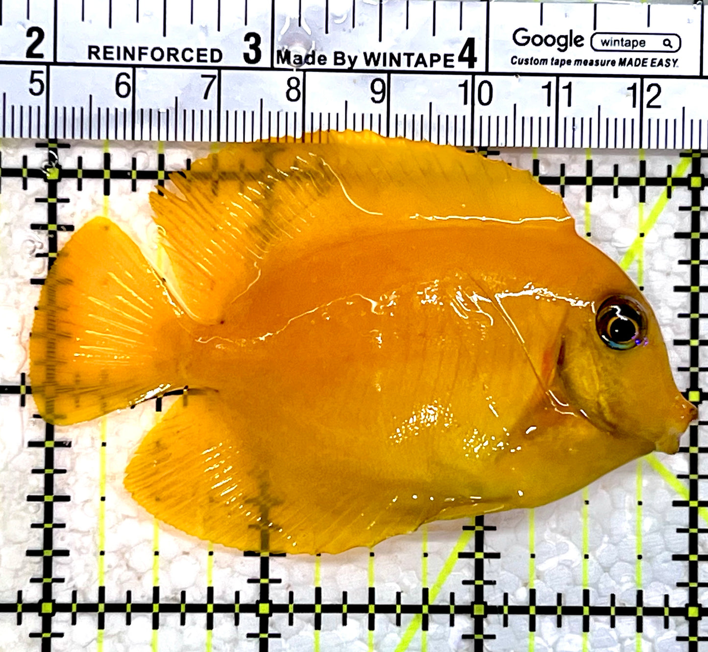 Yellow Mimic Tang (Chocolate Tang as adult) YMT112202 WYSIWYG Size: S 3"