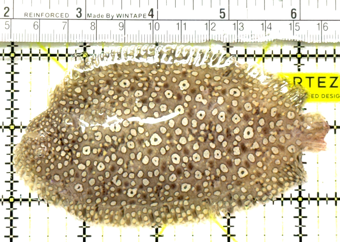 Leopard Flounder LF092602 WYSIWYG Size: XL 4.5" approx