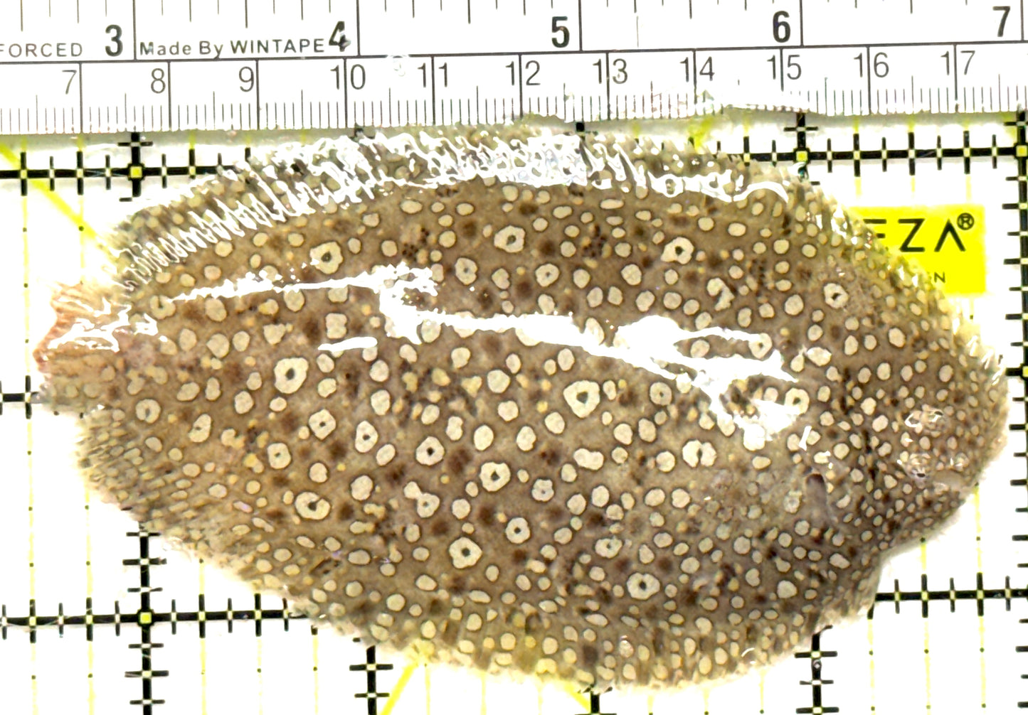 Leopard Flounder LF092602 WYSIWYG Size: XL 4.5" approx