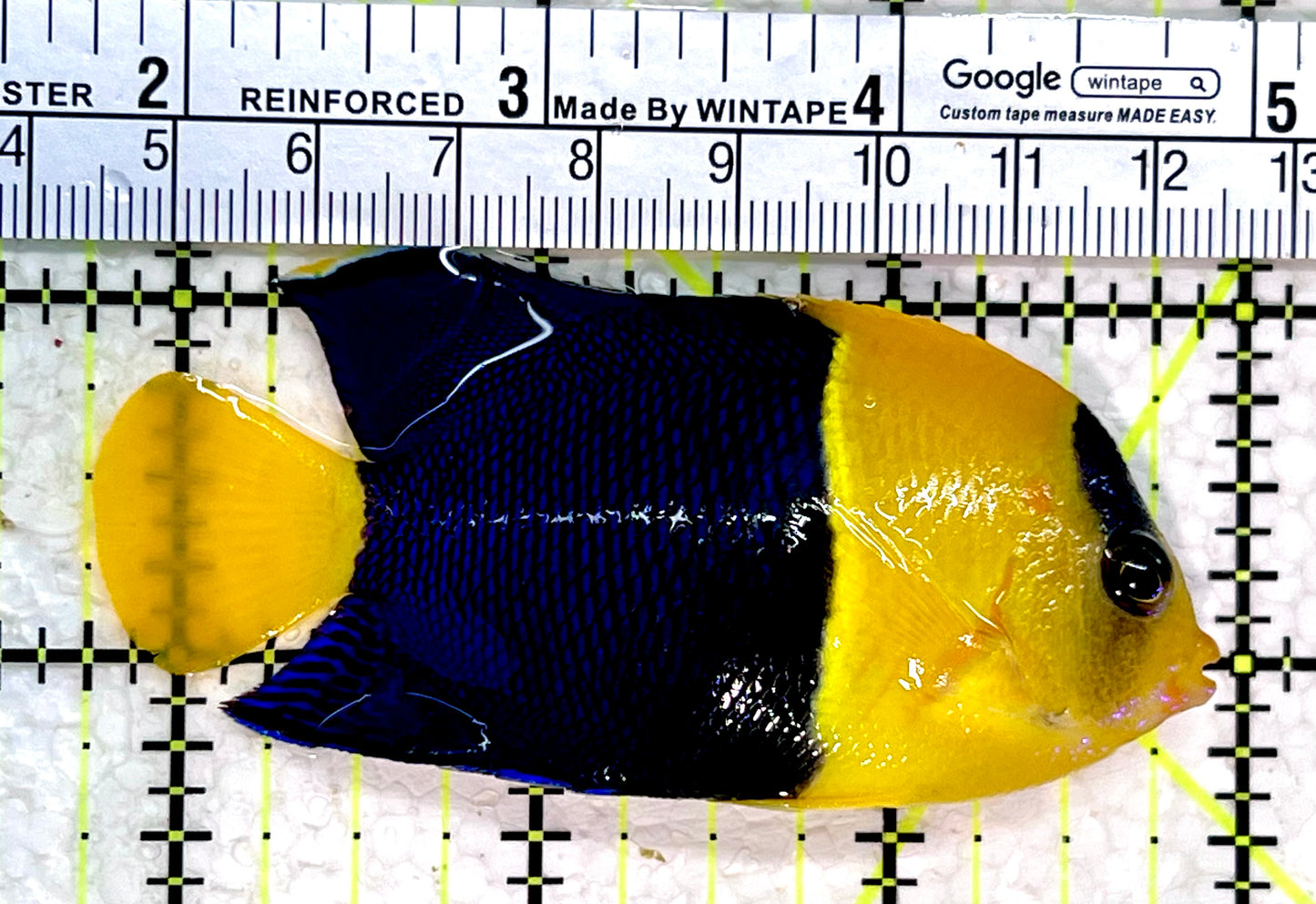 Bicolor Angelfish BA112201 WYSIWYG Size: XL 3.25"