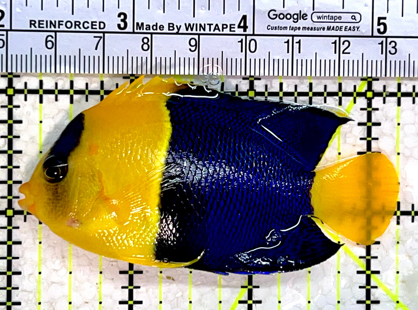 Bicolor Angelfish BA112201 WYSIWYG Size: XL 3.25"