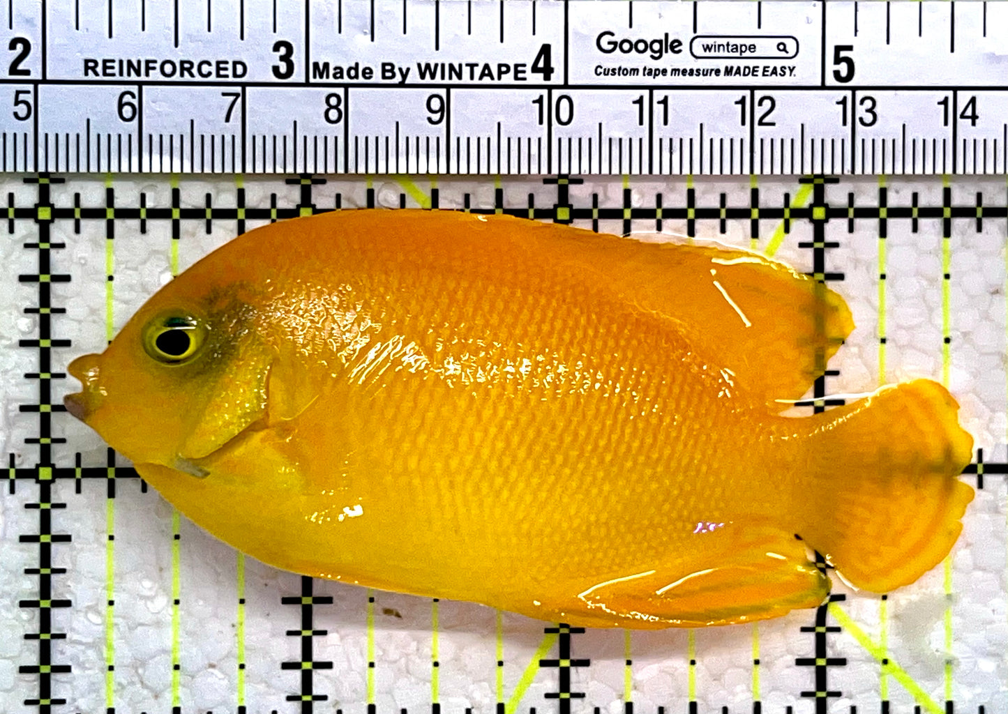Herald's Angelfish HA112201 WYSIWYG Size: L 3.5"