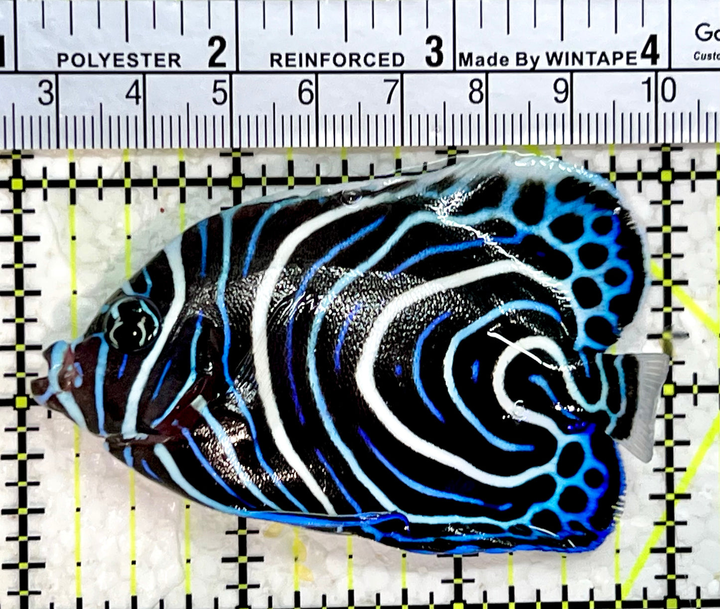 Emperor Angelfish Juvenile EAJ112202 WYSIWYG Size: M 3"