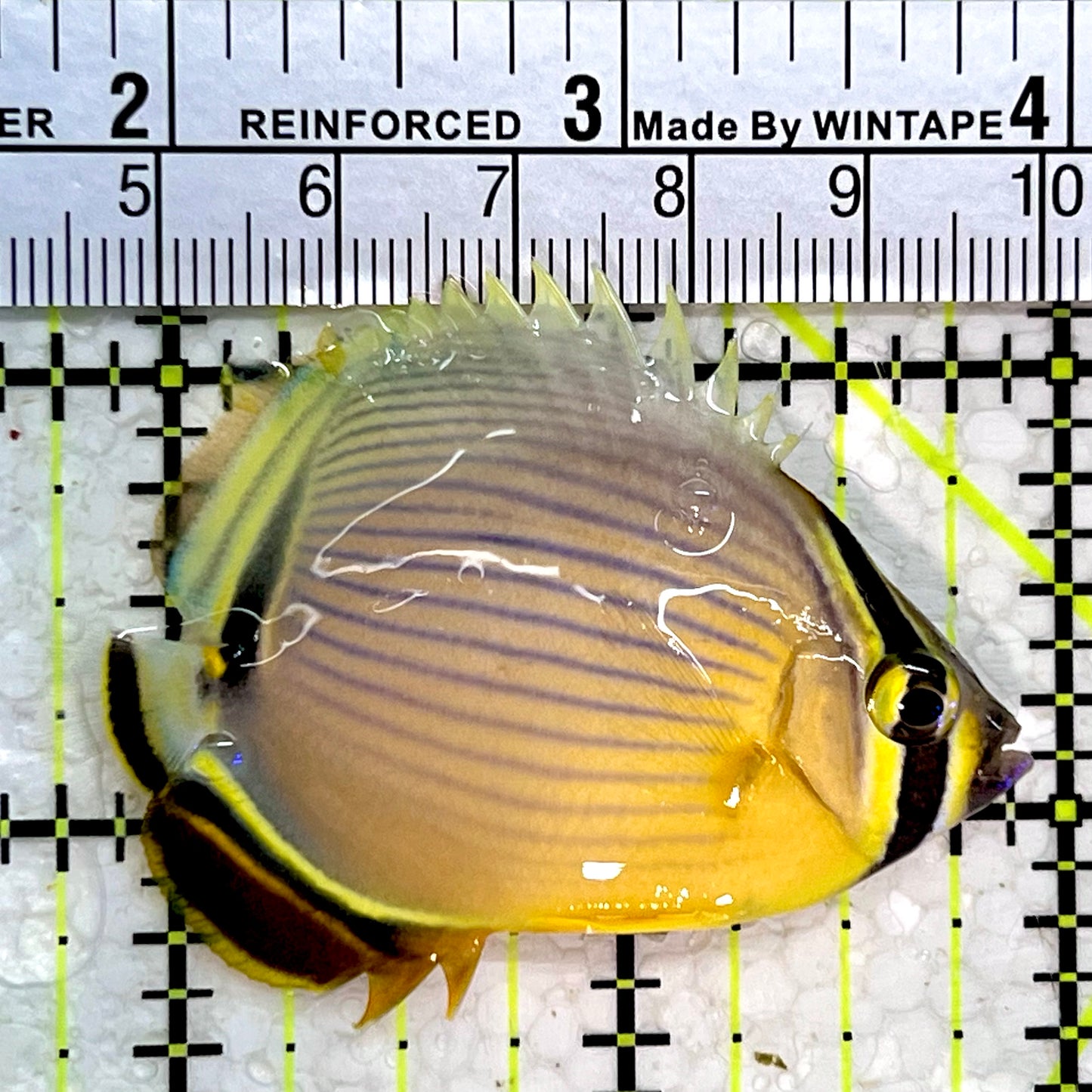 Melon Butterflyfish MB112201 WYSIWYG Size: S 2.25"