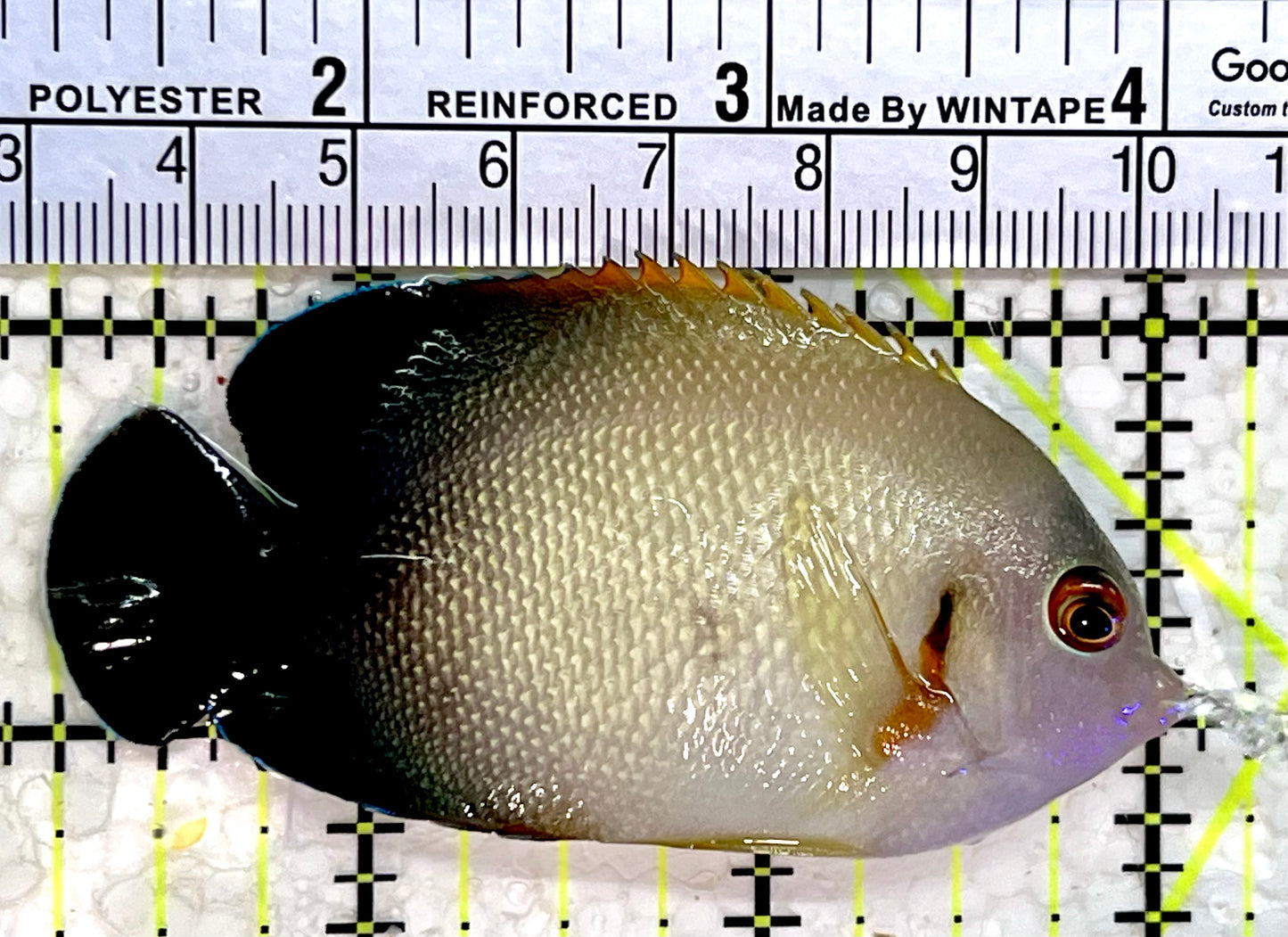 Half Black Vroliki Angelfish HBA112201 WYSIWYG Size: ML 3"