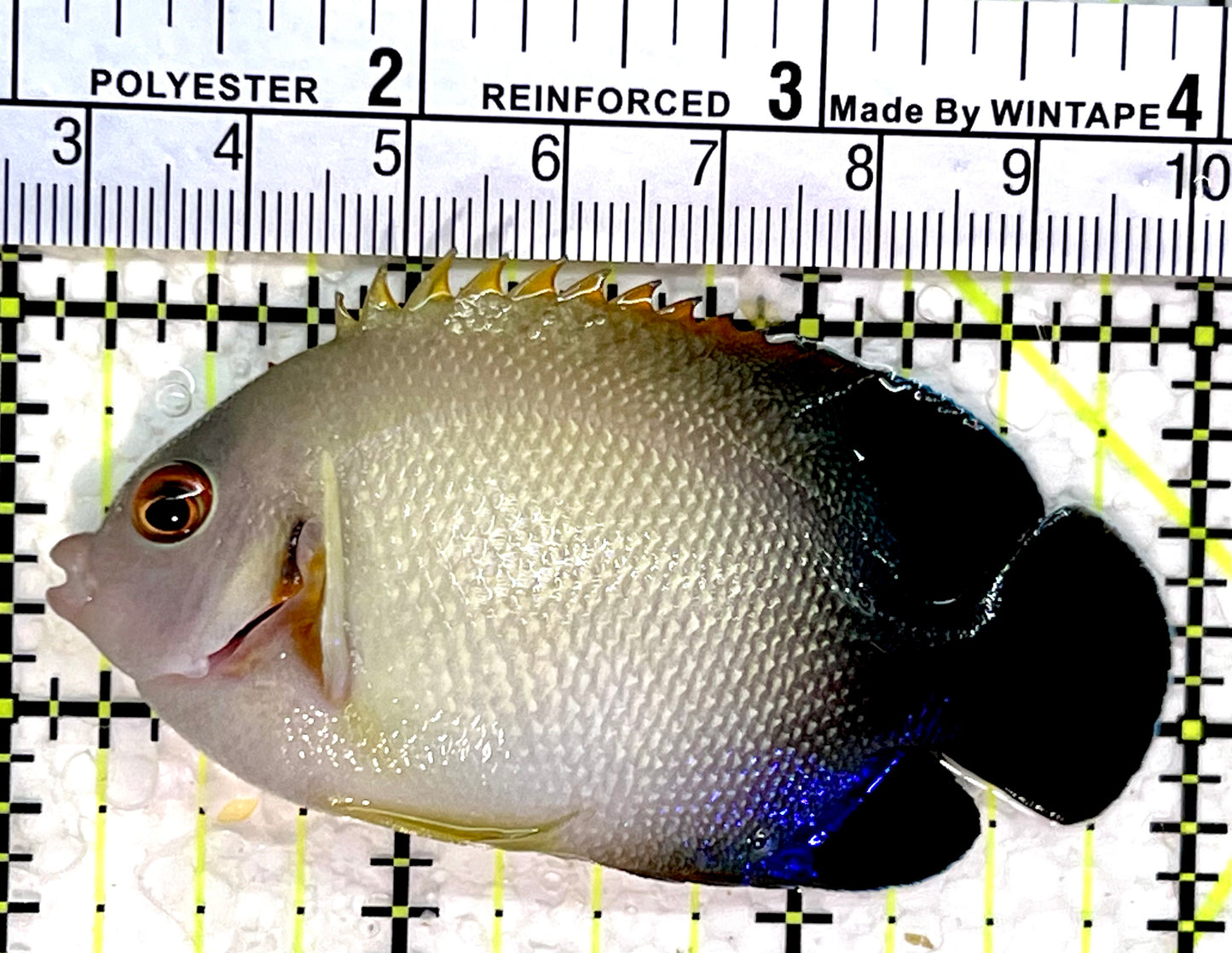 Half Black Vroliki Angelfish HBA112201 WYSIWYG Size: ML 3"