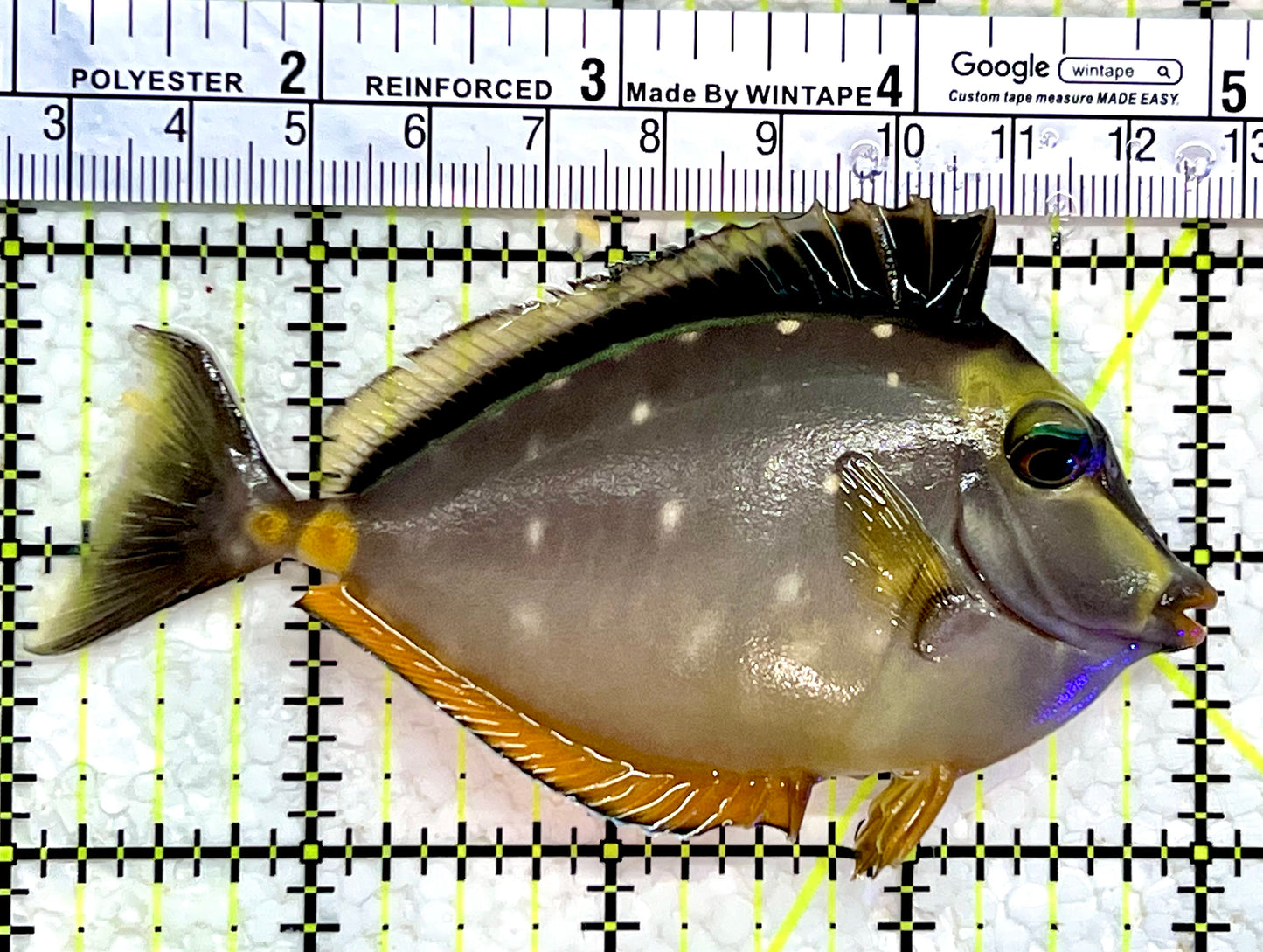 Naso Tang NT112201 WYSIWYG Size: M 4"