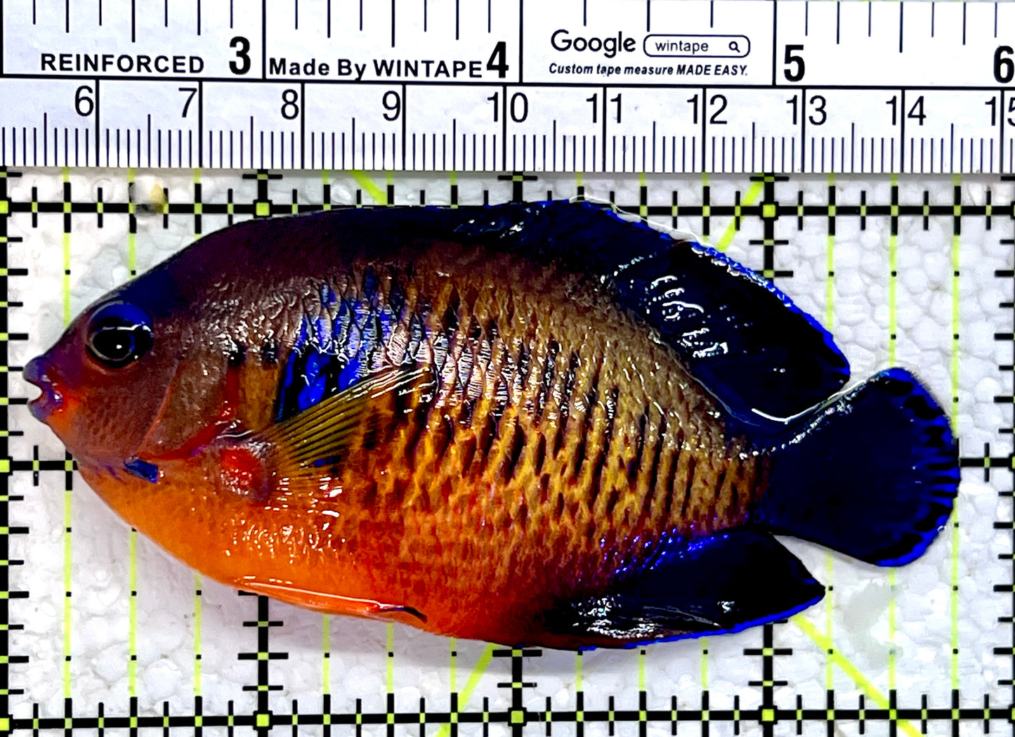 Coral Beauty Angelfish CBA112201 WYSIWYG Size: XL 3.75"