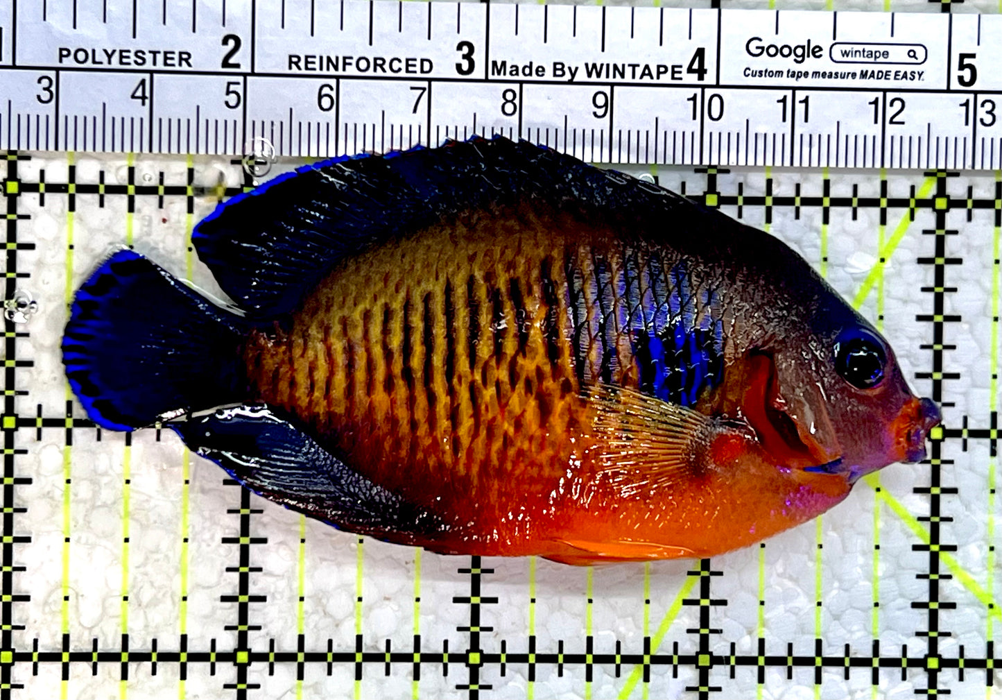 Coral Beauty Angelfish CBA112201 WYSIWYG Size: XL 3.75"