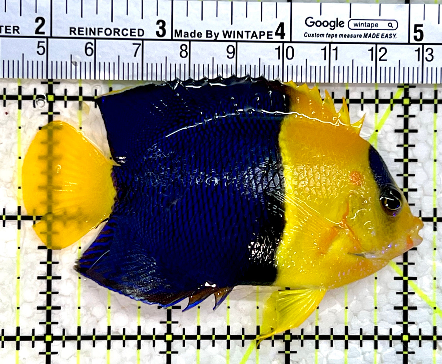 Bicolor Angelfish BA112202 WYSIWYG Size: XL 3.5"
