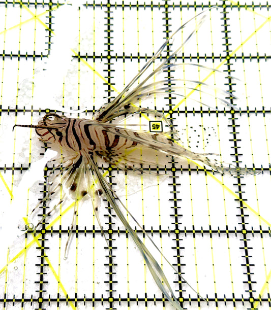 Black Volitan Lionfish BVL100501 WYSIWYG Size: ML 3.75" approx