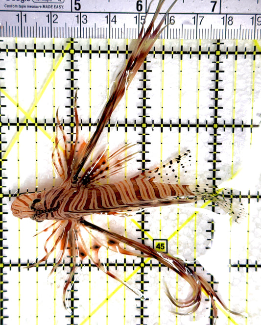 Red Volitan Lionfish RVL100701 WYSIWYG Size: ML 3.5" approx
