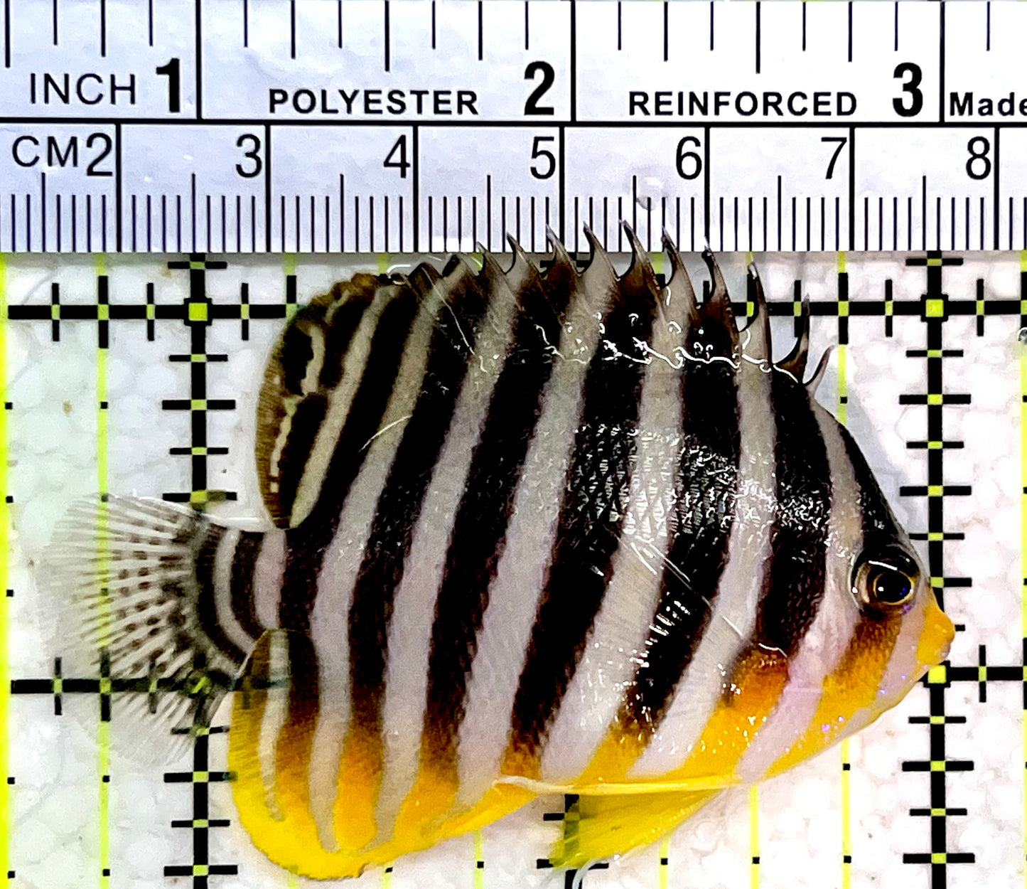 Multibar Angelfish MA112202 WYSIWYG Size: 2.5"