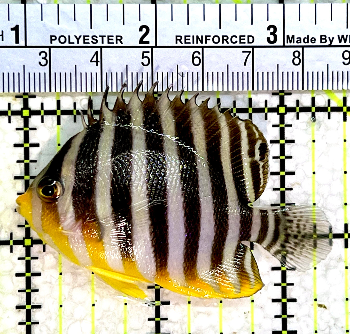 Multibar Angelfish MA112202 WYSIWYG Size: 2.5"