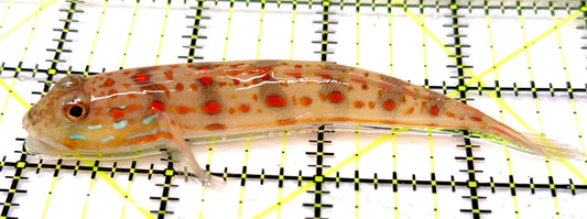 Diamond Watchman Goby DWG100501 WYSIWYG Size: L 4" approx