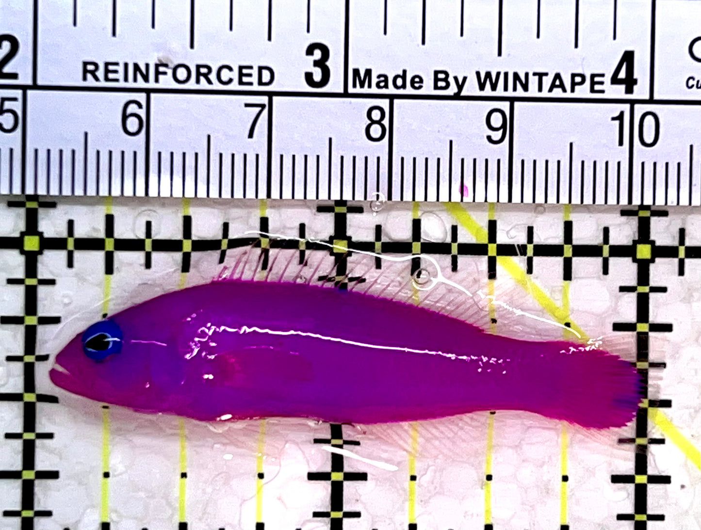 Strawberry Dottyback SD112201 WYSIWYG Size: 2"