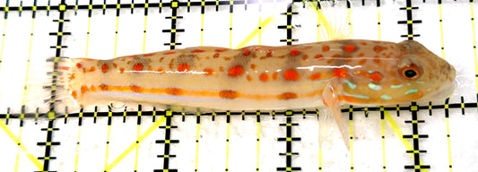 Diamond Watchman Goby DWG100502 WYSIWYG Size: L 3.5" approx