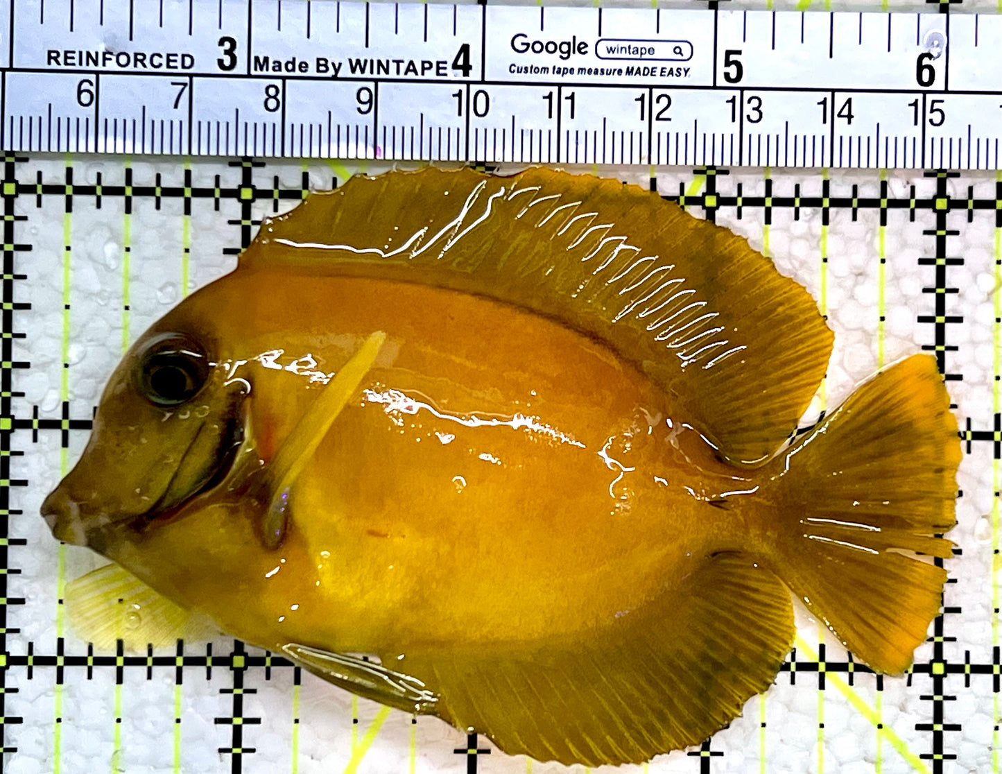 Yellow Mimic Tang (Chocolate Tang When it is Adult) YMT112303 WYSIWYG Size: M 4"