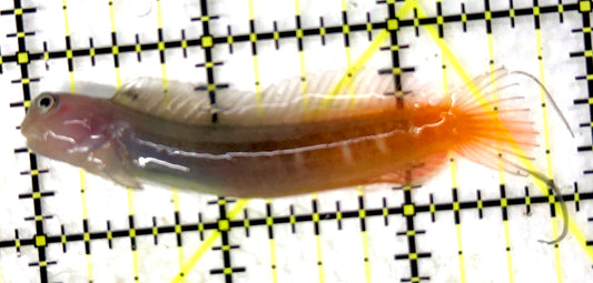 Bicolor Blenny BB100501 WYSIWYG Size: XXL/SHOW 3" approx