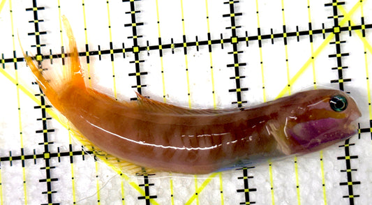 Golden Midas Blenny Africa GMBA100501 WYSIWYG Size: XXL 3.5" approx