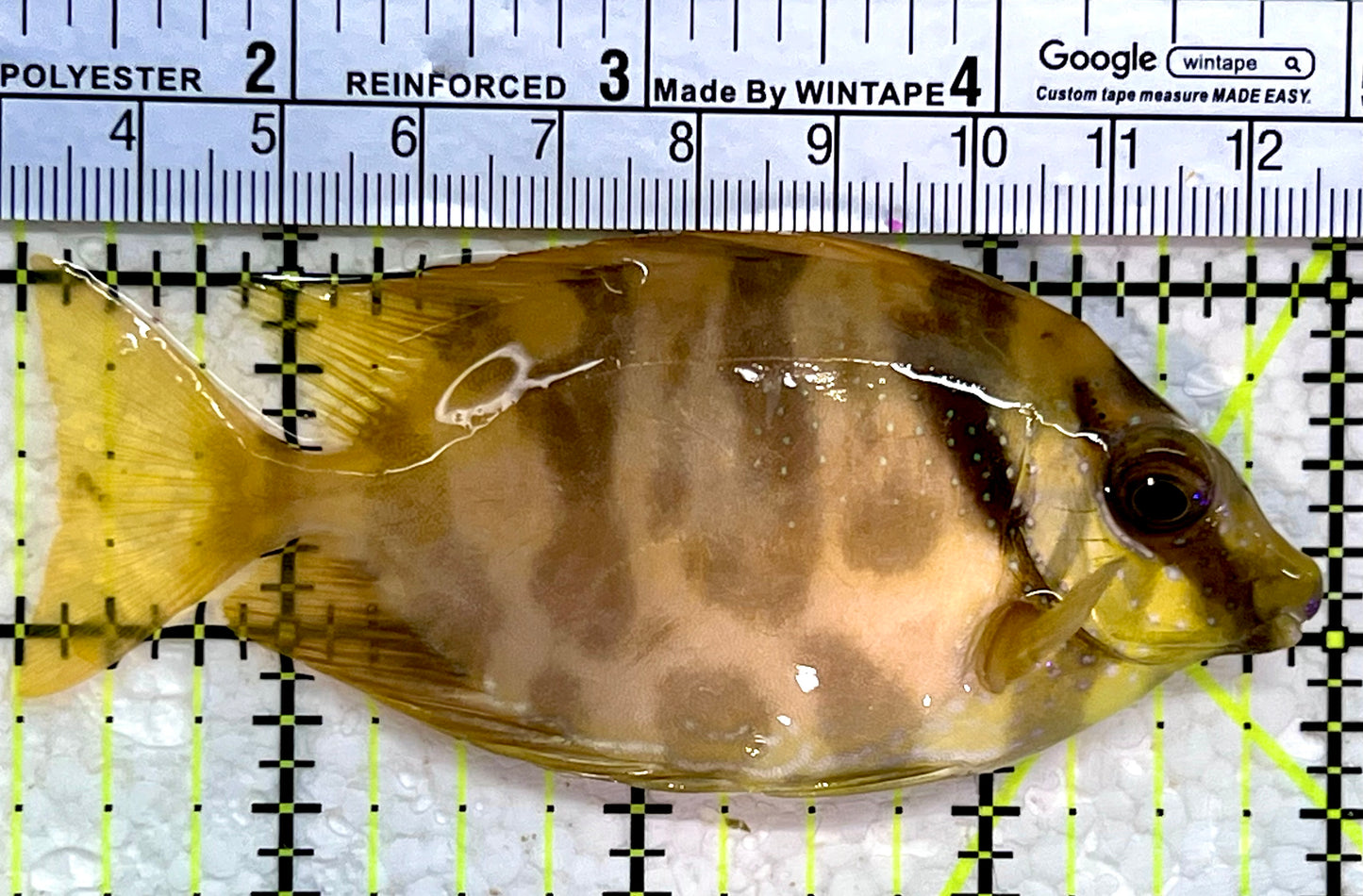 Golden Rabbitfish GR112301 WYSIWYG Size : M 3.75"