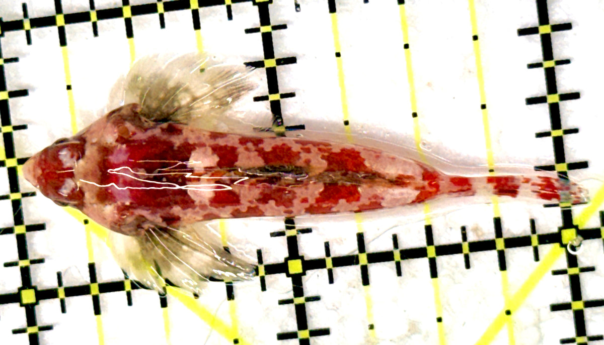 Red Scooter Dragonet (Maldives Bright Red) RSD100502 WYSIWYG Size: XL 2" approx