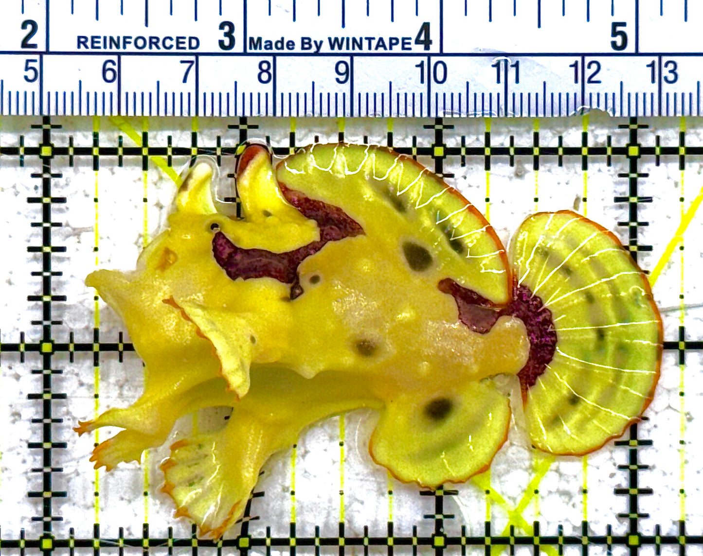 Yellow, Pink Warty Angler YPWA012801 WYSIWYG Size: M 3" approx