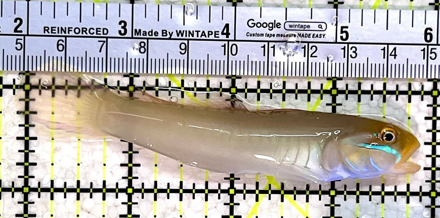 Golden Head Sleeper Goby GHG112301 WYSIWYG Size: M 4"