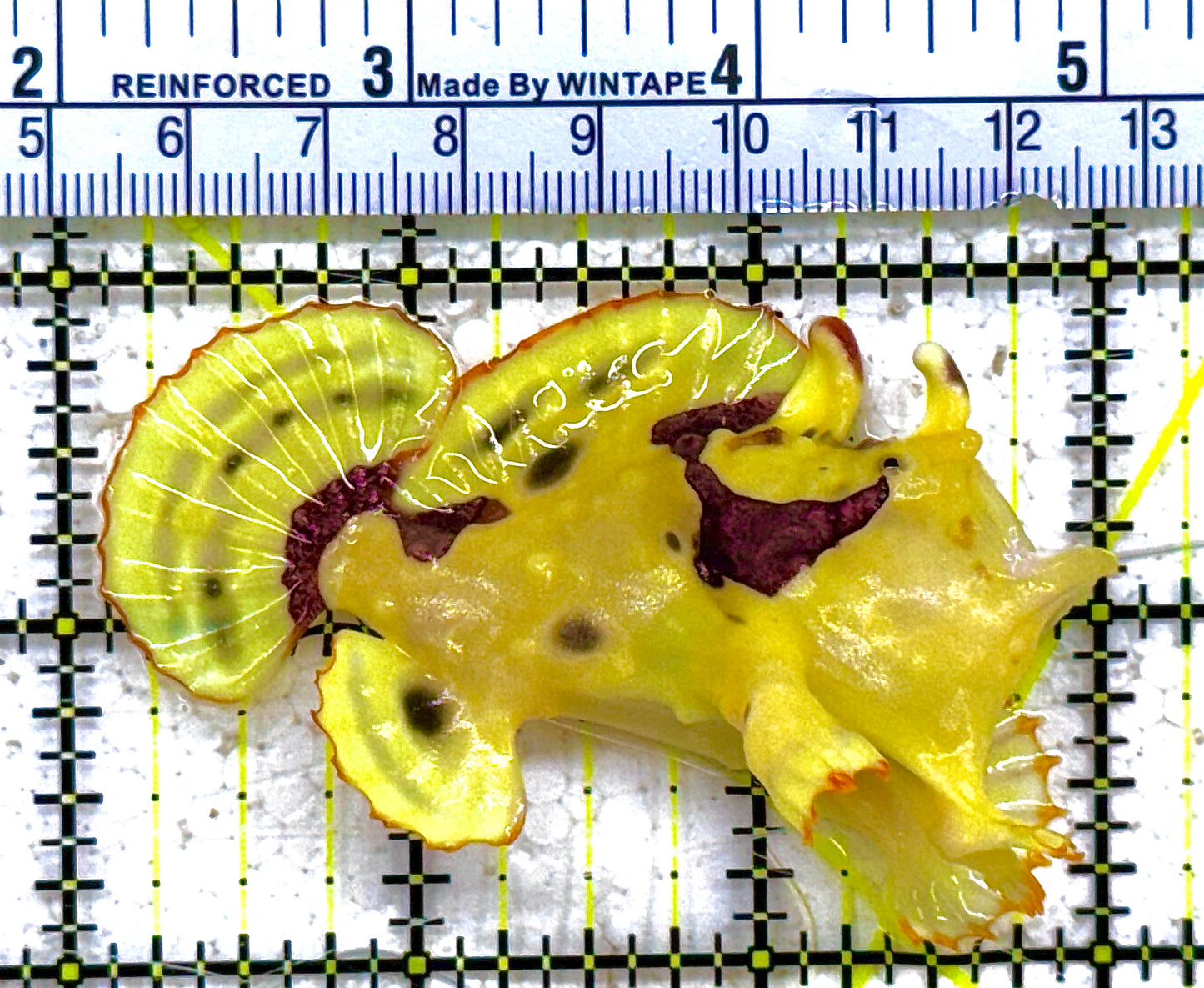 Yellow, Pink Warty Angler YPWA012801 WYSIWYG Size: M 3" approx