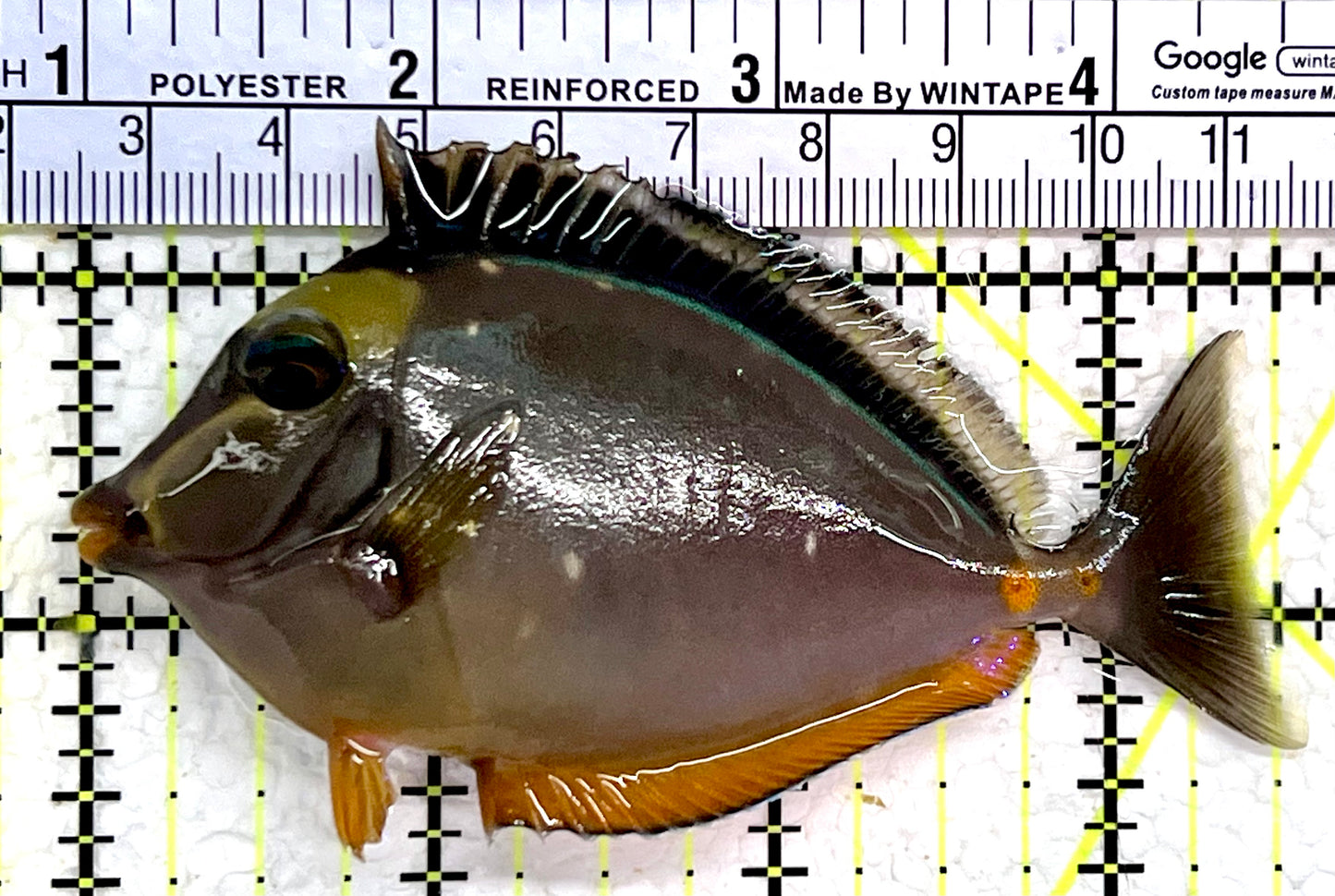 Naso Tang NT112302 WYSIWYG Size: M 3.5"