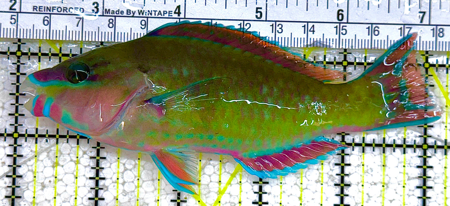 Princess Parrotfish PP012802 WYSIWYG Size: L 5" approx