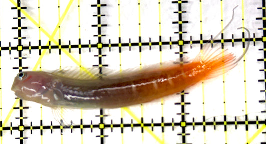Bicolor Blenny BB100601 WYSIWYG Size: XXL/SHOW 3" approx