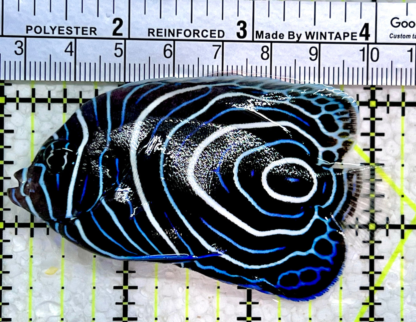 Emperor Angelfish Juvenile EAJ112303 WYSIWYG Size: L 3.25"